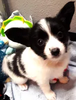 Li'll Bronco, a male Papillon for sale in South Greeley, WY – 3 of 10
