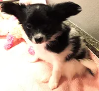 Faith, Easter pup, a female Papillon for sale in South Greeley, WY – Photo 7 of 10