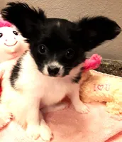 Faith, Easter pup, a female Papillon for sale in South Greeley, WY – Photo 4 of 10