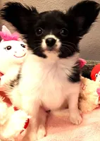 Faith, Easter pup, a female Papillon for sale in South Greeley, WY – Photo 3 of 10