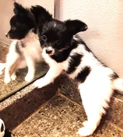 Faith, Easter pup, a female Papillon for sale in South Greeley, WY – Photo 9 of 10