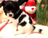 Faith, Easter pup, a female Papillon for sale in South Greeley, WY – Photo 5 of 8