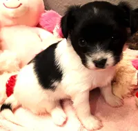 Faith, Easter pup, a female Papillon for sale in South Greeley, WY – Photo 3 of 8