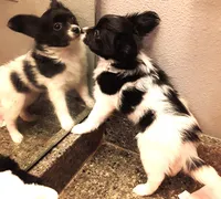 Faith, Easter pup, a female Papillon for sale in South Greeley, WY – Photo 8 of 10