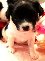 Faith, Easter pup, a female Papillon for sale in South Greeley, WY – Photo 1 of 8