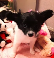 Faith, Easter pup, a female Papillon for sale in South Greeley, WY – Photo 2 of 10