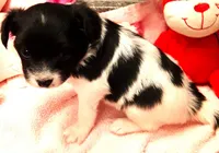 Faith, Easter pup, a female Papillon for sale in South Greeley, WY – Photo 4 of 8