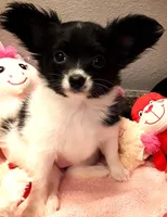 Faith, Easter pup, a female Papillon for sale in South Greeley, WY – Photo 1 of 10