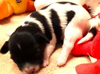 processed/23a61874-fe10-41a4-ae53-346db6aa4d3b/listing/14182a8e-920a-4f56-8e38-97e0a601b2ca/d99c4f9a-c030-498d-a61b-104c98b857fb