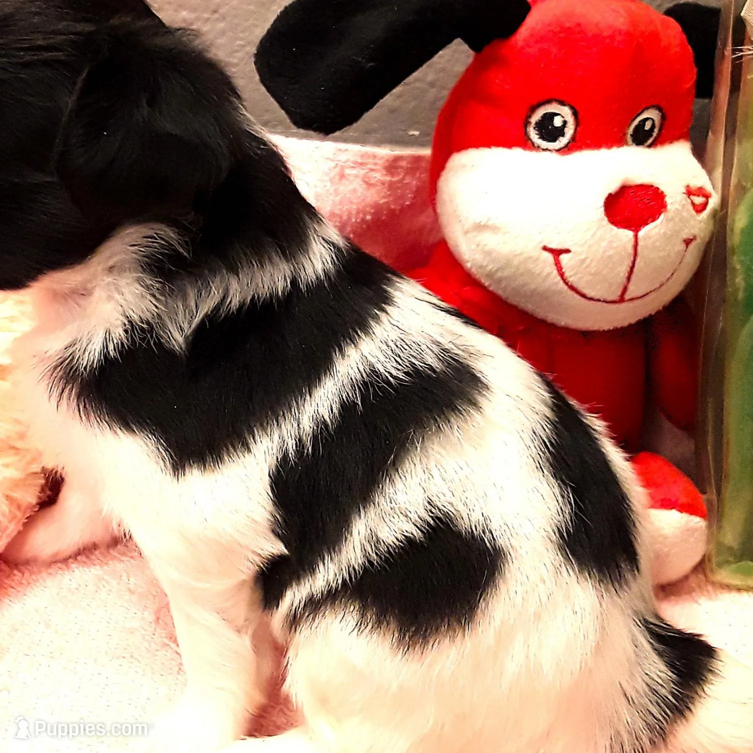 Faith, Easter pup, a female Papillon for sale in South Greeley, WY – Photo 6 of 8