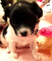 Faith, Easter pup, a female Papillon for sale in South Greeley, WY – Photo 2 of 8