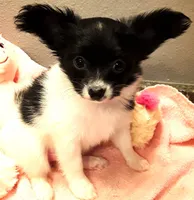 Faith, Easter pup, a female Papillon for sale in South Greeley, WY – Photo 5 of 10