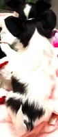 Monica, a female Papillon for sale in South Greeley, WY – 9 of 9