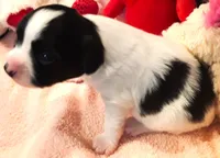 Monica, a female Papillon for sale in South Greeley, WY – 3 of 7