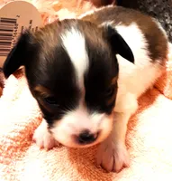 Li'll Rudolph, a male Papillon for sale in South Greeley, WY – 4 of 9