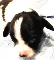 Li'll Bronco, a male Papillon for sale in South Greeley, WY – 4 of 9