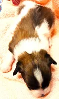 Li'll Rudolph, a male Papillon for sale in South Greeley, WY – 6 of 9