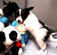 Li'll Bronco, a male Papillon for sale in South Greeley, WY – 5 of 10