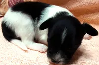 Tiny Tim, a male Papillon for sale in South Greeley, WY – 5 of 9