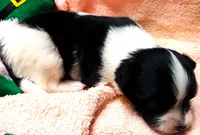 Li'll Angel, a female Papillon for sale in South Greeley, WY – 7 of 10