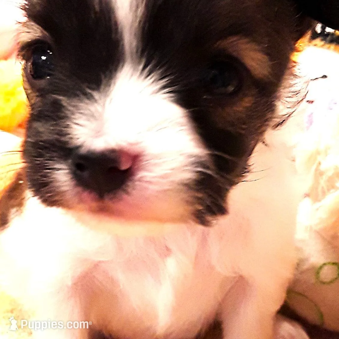 CoCo Teacup, a female Papillon for sale in Cheyenne, WY – Photo 2 of 10
