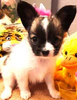 Lilly Teacup, a female Papillon for sale in South Greeley, WY – Photo 1 of 10
