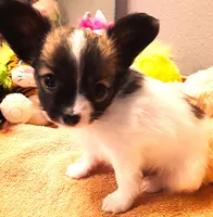 Lilly Teacup, a female Papillon for sale in South Greeley, WY – Photo 4 of 10