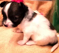 CoCo Teacup, a female Papillon for sale in Cheyenne, WY – Photo 7 of 10
