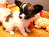 Lilly Teacup, a female Papillon for sale in South Greeley, WY – Photo 5 of 10