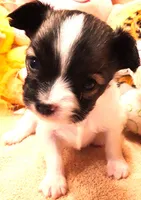 CoCo Teacup, a female Papillon for sale in Cheyenne, WY – Photo 3 of 10