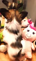 Lilly Teacup, a female Papillon for sale in South Greeley, WY – Photo 10 of 10