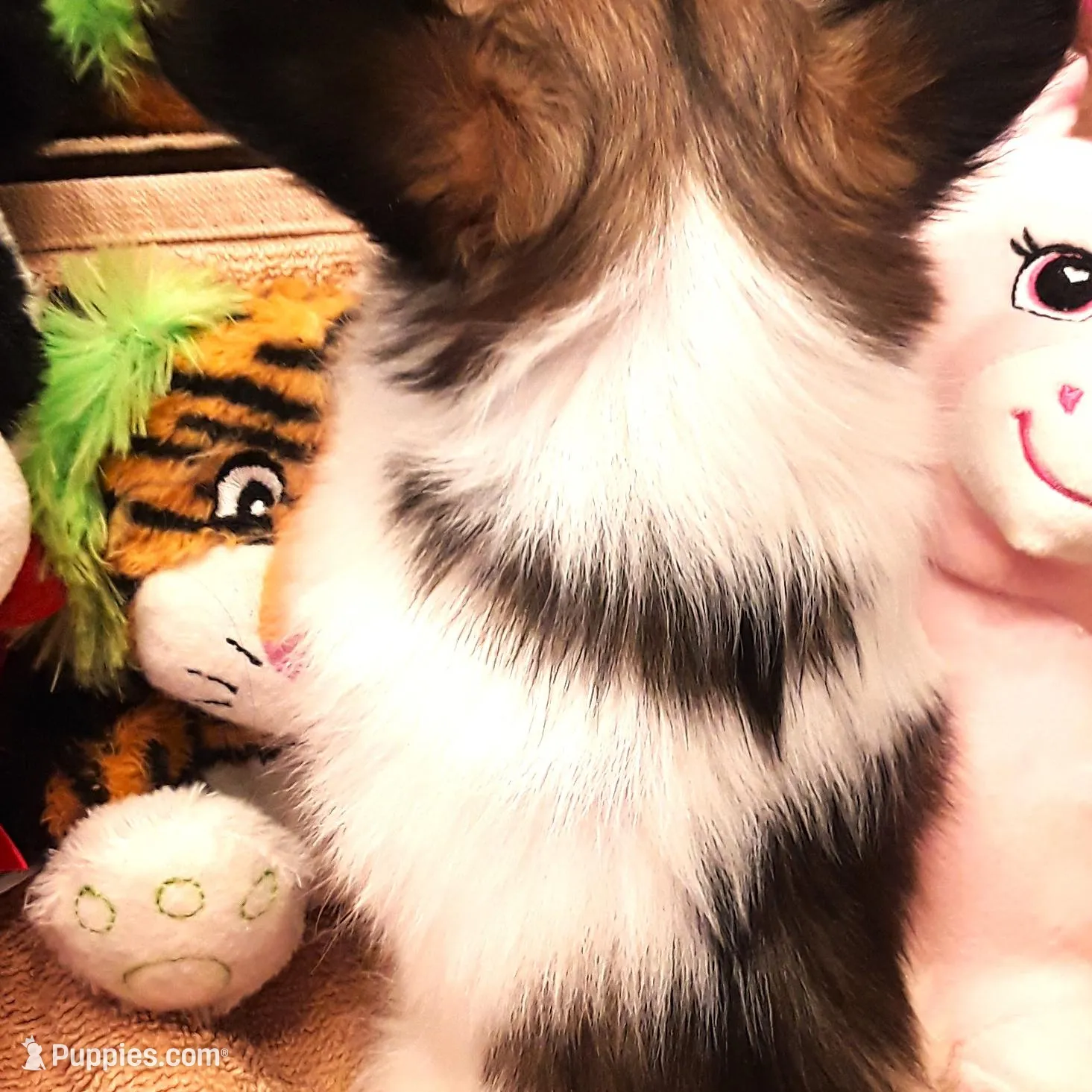 Lilly Teacup, a female Papillon for sale in South Greeley, WY – Photo 9 of 10