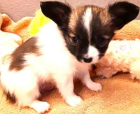 Lilly Teacup, a female Papillon for sale in South Greeley, WY – Photo 3 of 10