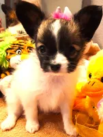 Lilly Teacup, a female Papillon for sale in South Greeley, WY – Photo 2 of 10