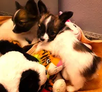 Lilly Teacup, a female Papillon for sale in South Greeley, WY – Photo 8 of 10