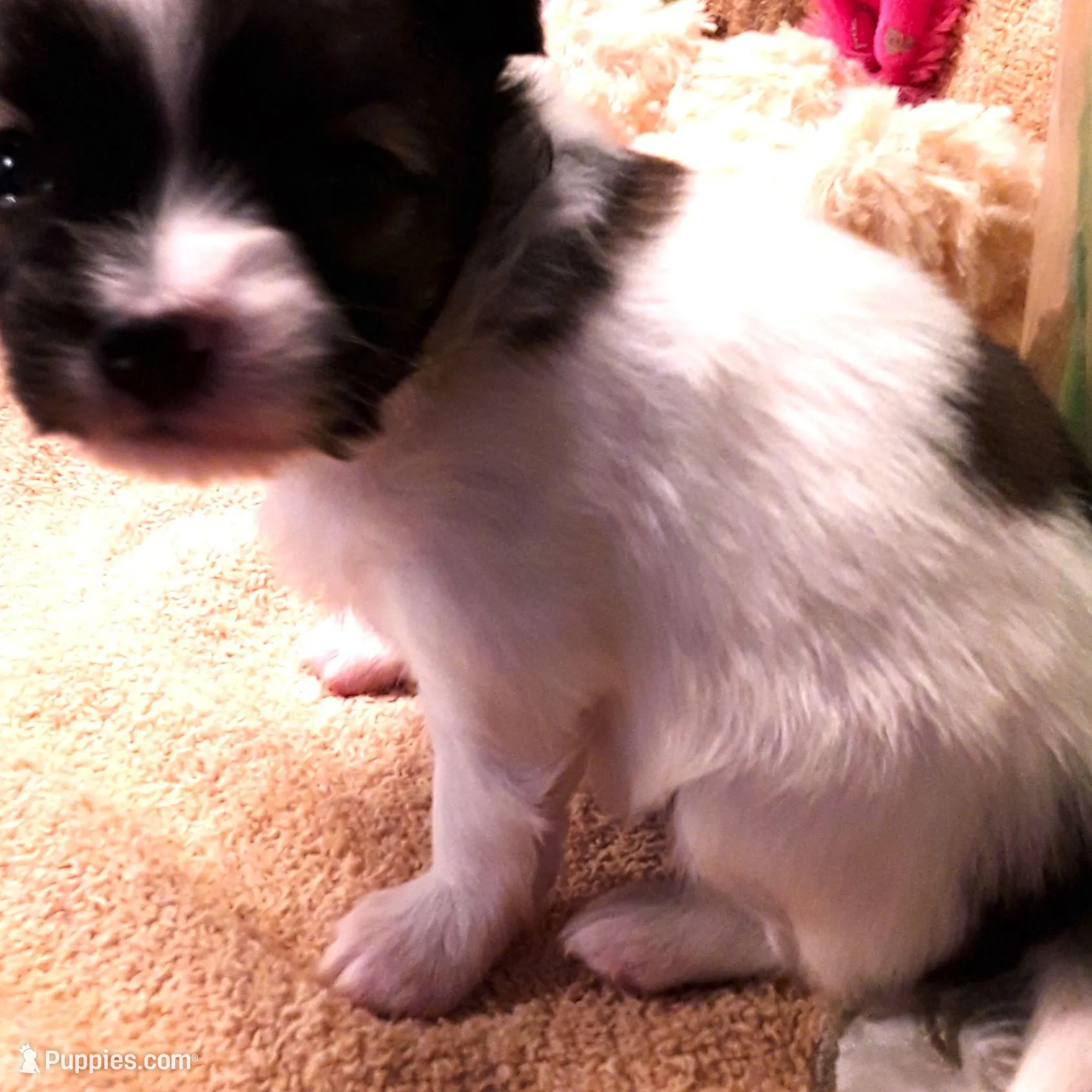 CoCo Teacup, a female Papillon for sale in Cheyenne, WY – Photo 8 of 10