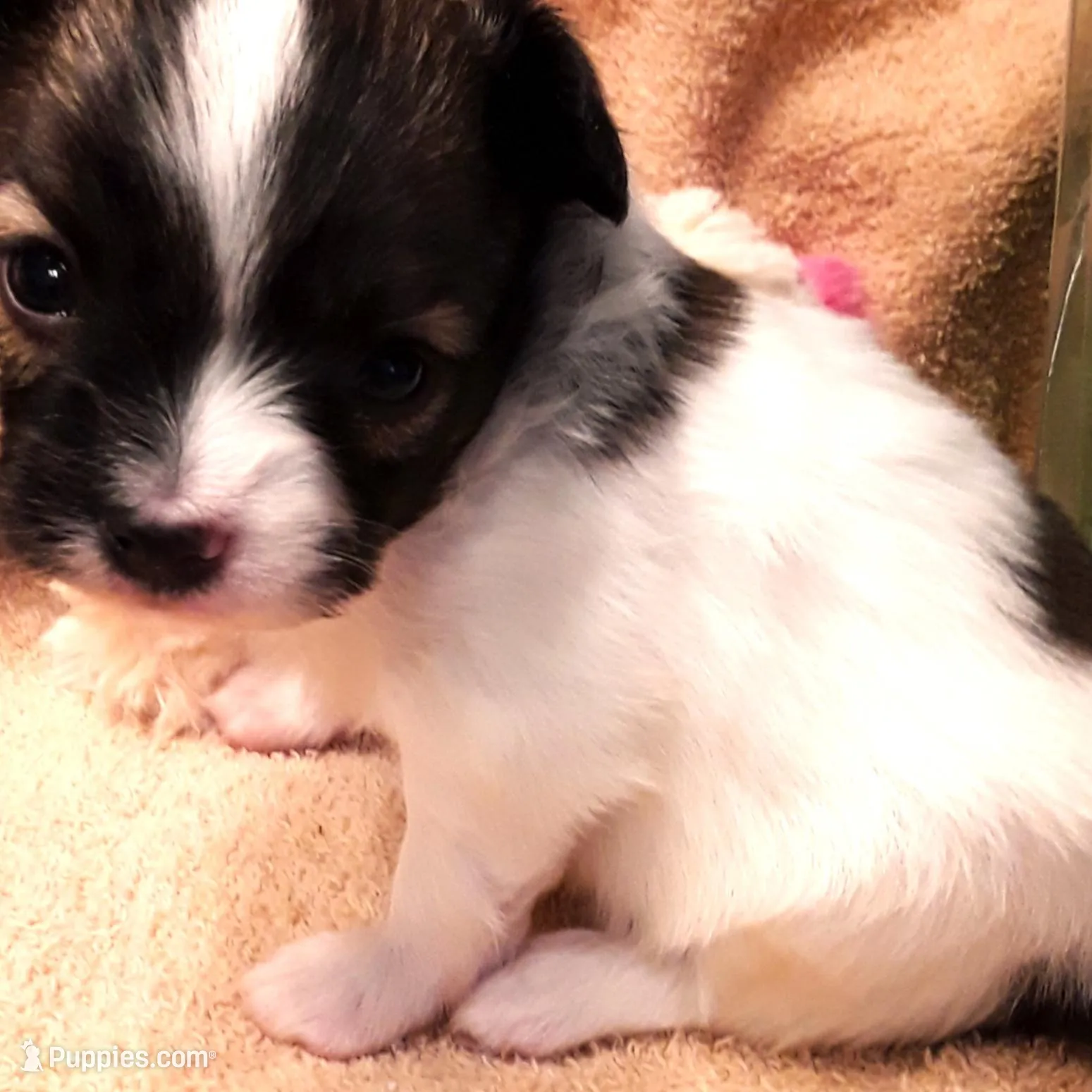 CoCo Teacup, a female Papillon for sale in Cheyenne, WY – Photo 5 of 10
