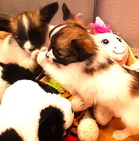 Lilly Teacup, a female Papillon for sale in South Greeley, WY – Photo 7 of 10