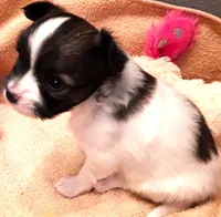 CoCo Teacup, a female Papillon for sale in Cheyenne, WY – Photo 6 of 10