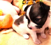 CoCo Teacup, a female Papillon for sale in Cheyenne, WY – Photo 4 of 10