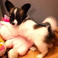 Lilly Teacup, a female Papillon for sale in South Greeley, WY – Photo 6 of 10