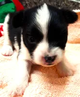 Li'll Angel, a female Papillon for sale in South Greeley, WY – 3 of 10
