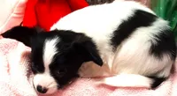Monica, a female Papillon for sale in South Greeley, WY – 6 of 9