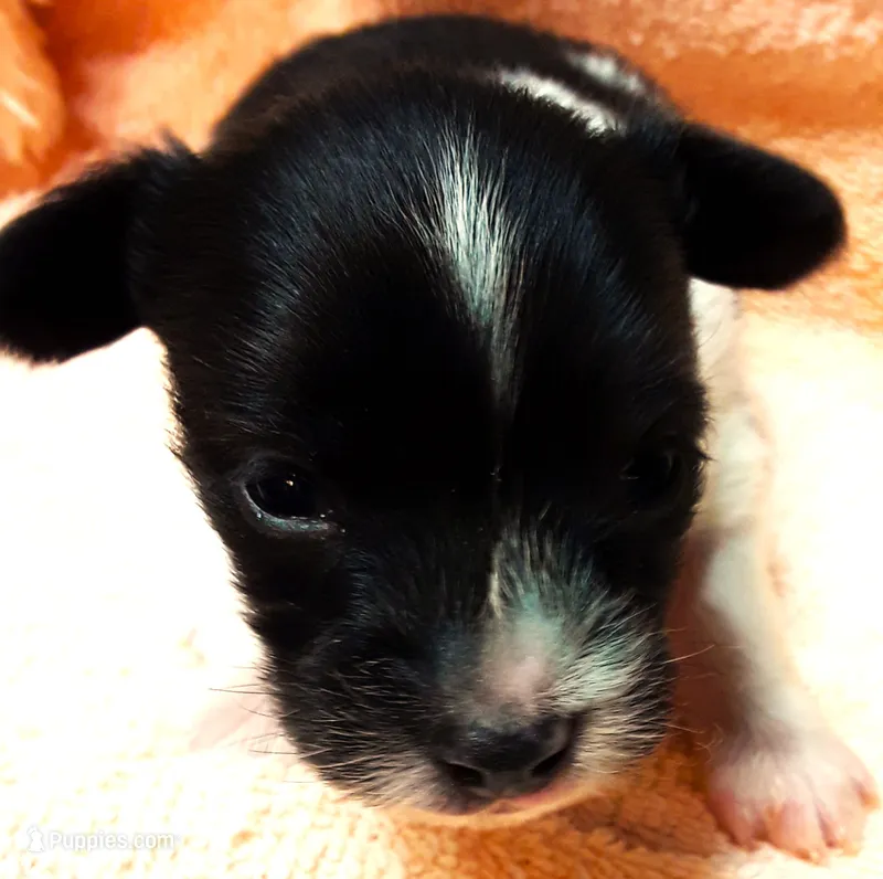 Tiny Tim, a male Papillon for sale in South Greeley, WY – 1 of 9