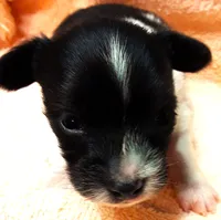 Tiny Tim, a male Papillon for sale in South Greeley, WY – 1 of 9