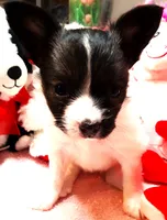 L'll Dolly, a female Papillon for sale in South Greeley, WY – 1 of 9