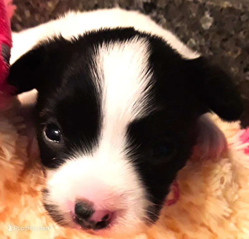 Monica – Papillon puppy for sale in South Greeley, WY