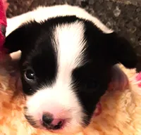 Monica, a female Papillon for sale in South Greeley, WY – 1 of 7