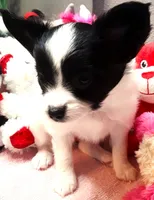 Melody, a female Papillon for sale in South Greeley, WY – 3 of 10