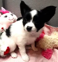 Melody, a female Papillon for sale in South Greeley, WY – 5 of 10